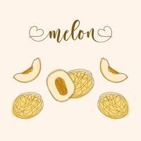 objetos aislados de melón. elementos dibujados a mano. vector