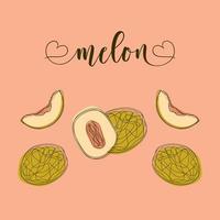 objetos aislados de melón. elementos dibujados a mano. vector