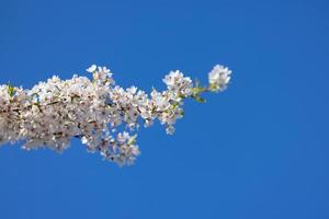 Close up view of Apple blossom tree branch against blue sky. photo