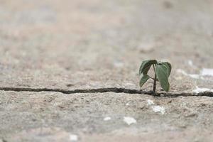 Plant tree inserts itself up from the cracks of the concrete floor with copy space photo