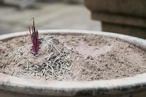 Incense burner and the debris of the incense photo