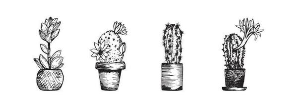 Cactus sketch set. Plant in pot. Succulent flowers. Vector illustration