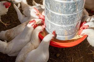 Group of chickens eating photo