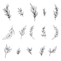 hojas lineales, brunches, conjunto botánico. decoración de hojas esbozar elementos de la naturaleza dibujados a mano. ilustración vectorial vector