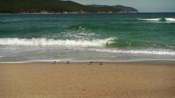 paisaje marino con pájaros jerbos en la playa. lejano oriente ruso video