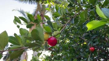 acerola cerejeira. cerejas barbados. vitamina C. fruta saudável