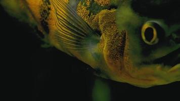 Piranha schwimmt in einem sprudelnden Aquarium
