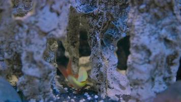 le poisson perroquet blanc nage dans l'aquarium