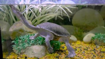 sköldpaddan simmar närmare ytan av akvariet