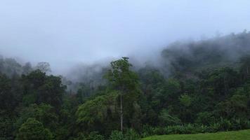 vue aérienne forêt verte sur la montagne le matin video