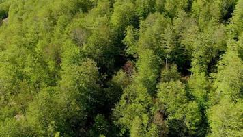 voando sobre uma floresta de montanha. primavera na montanha, imagens de natureza cinematográfica de drone aéreo. folhas verdes frescas da primavera. tempo ensolarado de primavera com vento. suave voando sobre a selva verde. video