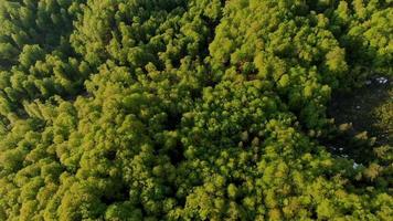 flyger över en bergsskog. våren på berget, flygdrönare filmiska naturbilder. färska gröna vårlöv. väder solig vårdag med vind. smidigt flygande över grön djungel. video