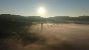 nascer do sol com neblina matinal na floresta video