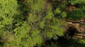 Flying over a mountain forest. Spring on the mountain, aerial drone cinematic nature footage. Fresh green spring leaves. Weather sunny spring day with wind. Smooth flying over green jungle. video