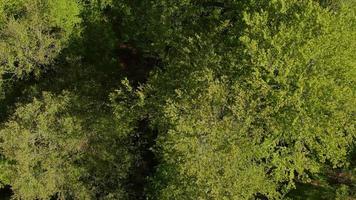 voando sobre uma floresta de montanha. primavera na montanha, imagens de natureza cinematográfica de drone aéreo. folhas verdes frescas da primavera. tempo ensolarado de primavera com vento. suave voando sobre a selva verde. video