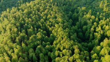 voando sobre uma floresta de montanha. primavera na montanha, imagens de natureza cinematográfica de drone aéreo. folhas verdes frescas da primavera. tempo ensolarado de primavera com vento. suave voando sobre a selva verde. video