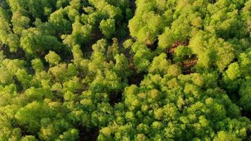 voando sobre uma floresta de montanha. primavera na montanha, imagens de natureza cinematográfica de drone aéreo. folhas verdes frescas da primavera. tempo ensolarado de primavera com vento. suave voando sobre a selva verde.