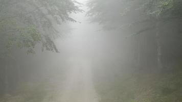 una escena cinematográfica mística. vuelo aéreo sobre la carretera de montaña entre las ramas a través de la niebla.