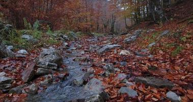 córrego da floresta cercado por folhas de outono caídas. video