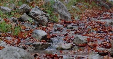 Waldbach, umgeben von gefallenen Herbstblättern. video