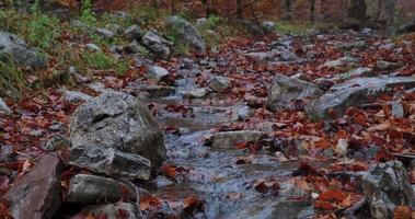 Waldbach, umgeben von gefallenen Herbstblättern. video