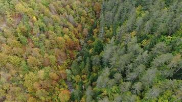 bosque de otoño aéreo video