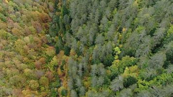 herfst bos luchtfoto video