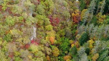 bosque de otoño aéreo video
