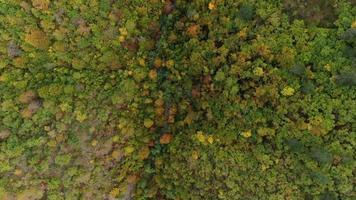 aérea da floresta de outono video