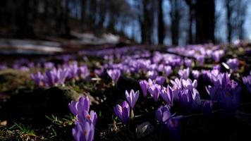 Spring flowers in the forest. Early spring on the mountain forest meadow. Nature cinematic footage.
