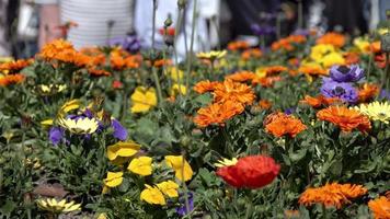 Colorful flowerbed in a city center video