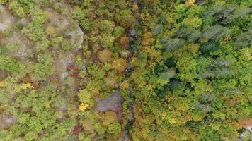 Drohnenschuss über einer Flussschlucht im Herbst. Luftaufnahme über einem Fluss und Herbstwald. filmische Aufnahme des Naturhintergrundes. video