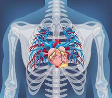 radiografía, de, cuerpo humano, con, órganos internos