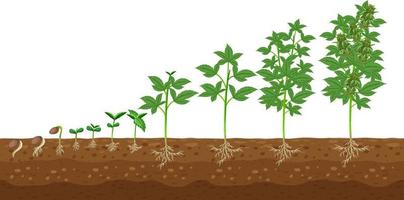 Stages of cannabis plant growing vector