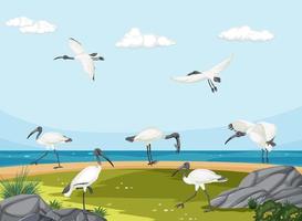 grupo de ibis blancos australianos en el paisaje de humedales vector