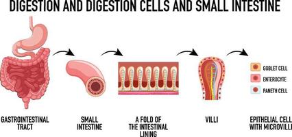 Diagram showing digestion cells vector