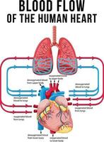 Diagram showing blood flow in human heart vector