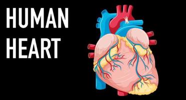 Human internal organ with heart vector