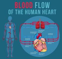 órgano interno humano con corazón vector