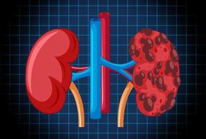 Human internal organ with kidneys vector