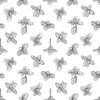 Basil Seamless Pattern.. Marjoram pattern. vector