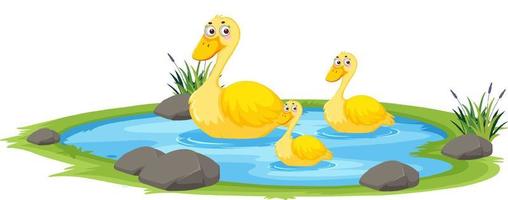 Duck in the pond on white background vector