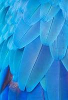 Blue and Gold Macaw wing feathers, copy space.