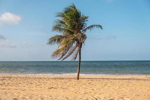 Cumbuco beach, famous place near Fortaleza, Ceara, Brazil. Cumbuco Beach full of kite surfers. Most popular places for kitesurfing in Brazil , the winds are good all over the year. photo