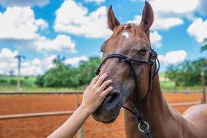 An outstretched hand makes a friendly gesture to a horse by stoking it's head photo