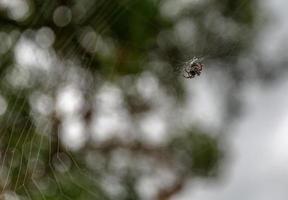 Spider web bokeh photo