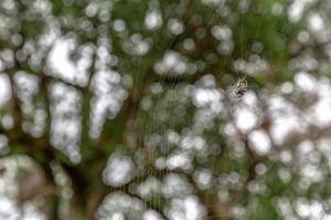 Spider web bokeh photo