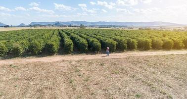 joven agricultora revisando su plantación de café. agricultor brasileño. día del agrónomo. foto