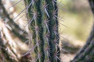 Close up of a cactus photo