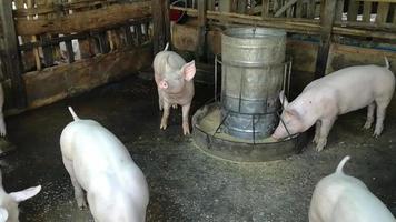 fazenda de porco agrícola na zona rural para produção de carne. video